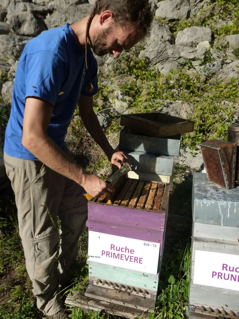 La ruche Primevère