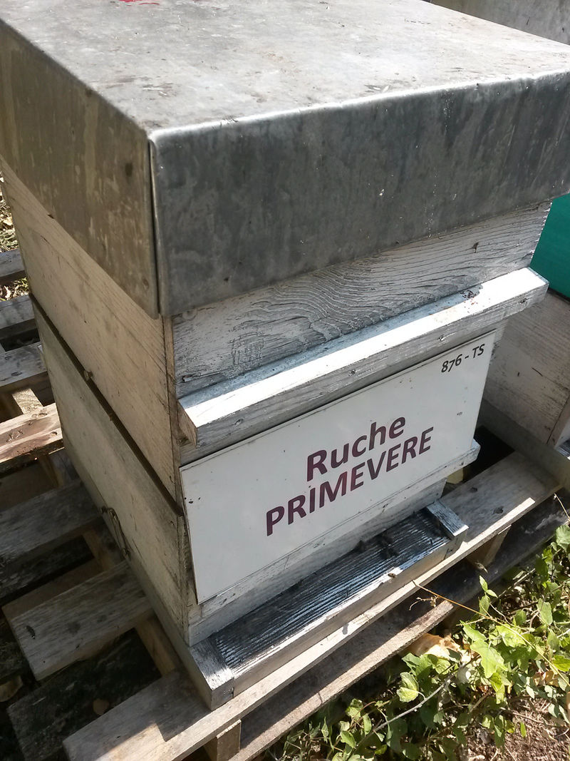 La ruche Primevère