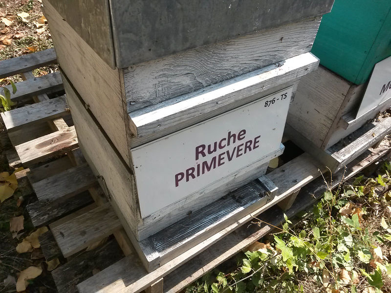 La ruche Primevère