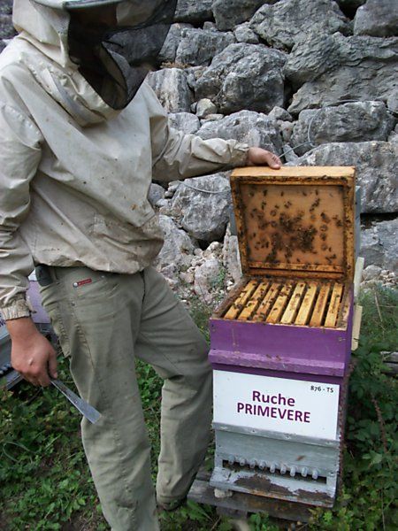 La ruche Primevère