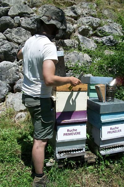 La ruche Primevère