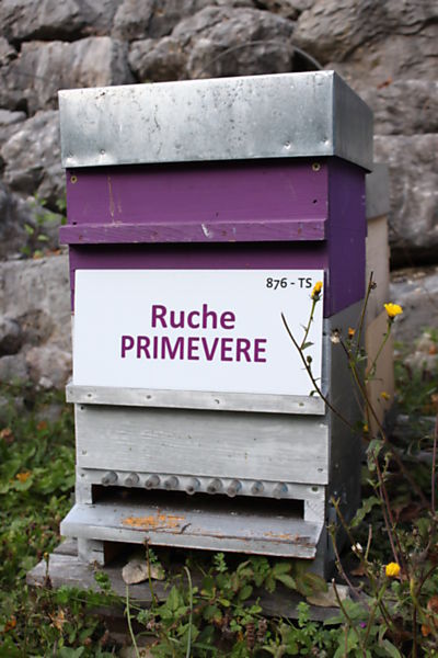 La ruche Primevère
