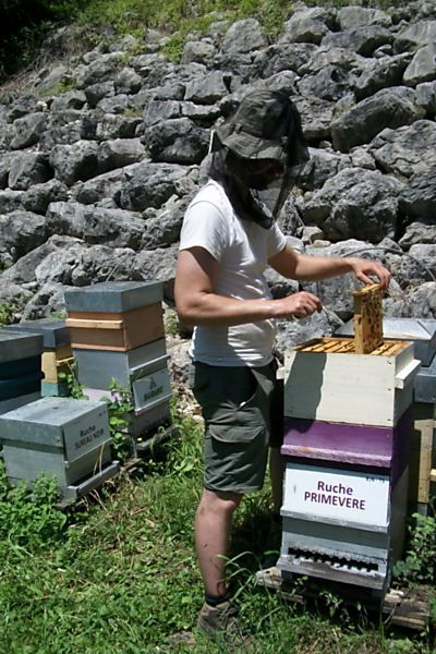 La ruche Primevère