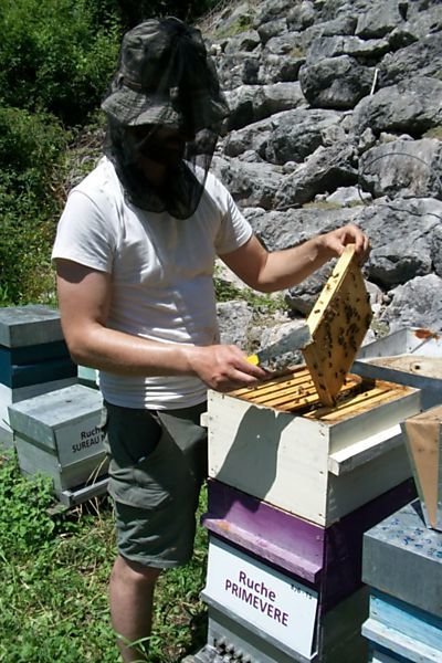 La ruche Primevère