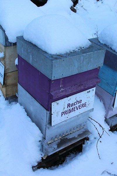 La ruche Primevère