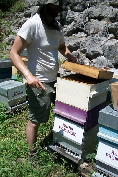 La ruche Primevère