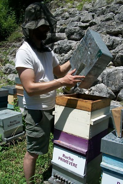 La ruche Primevère
