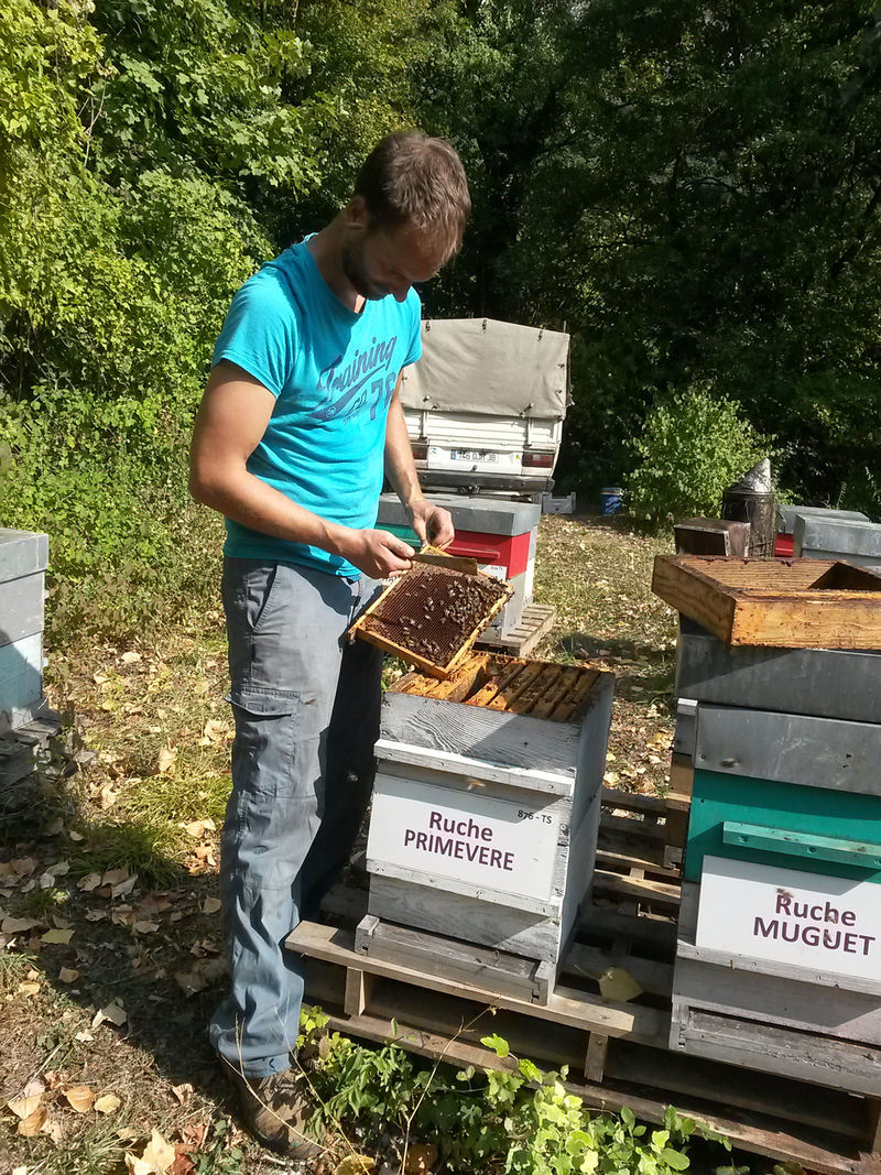 La ruche Primevère