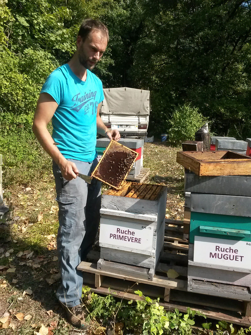La ruche Primevère