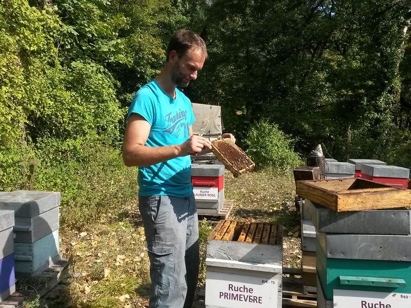 La ruche Primevère