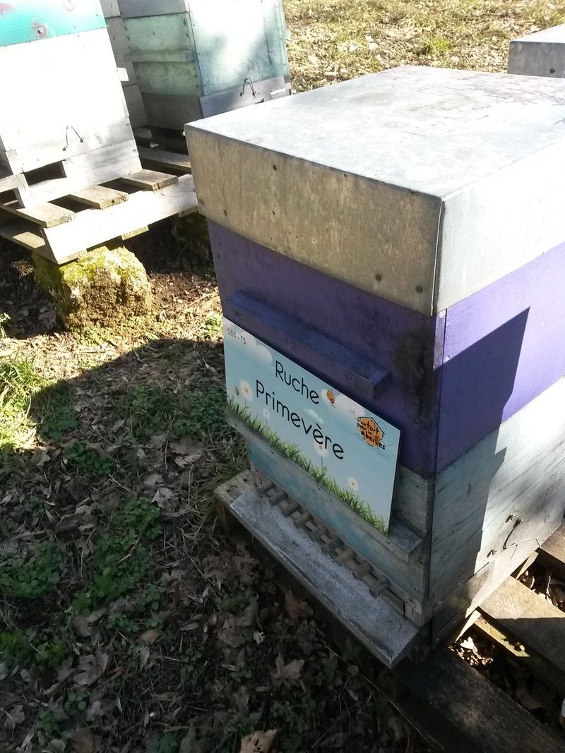 La ruche Primevère