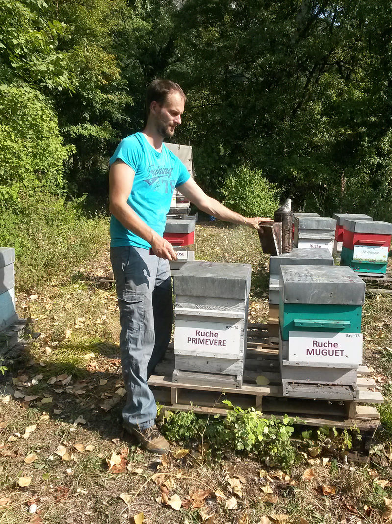 La ruche Primevère