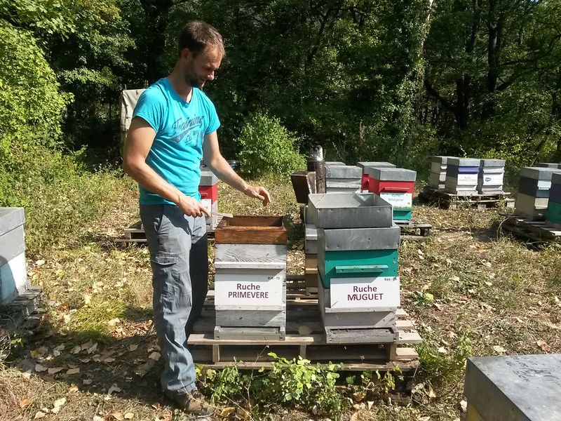 La ruche Primevère