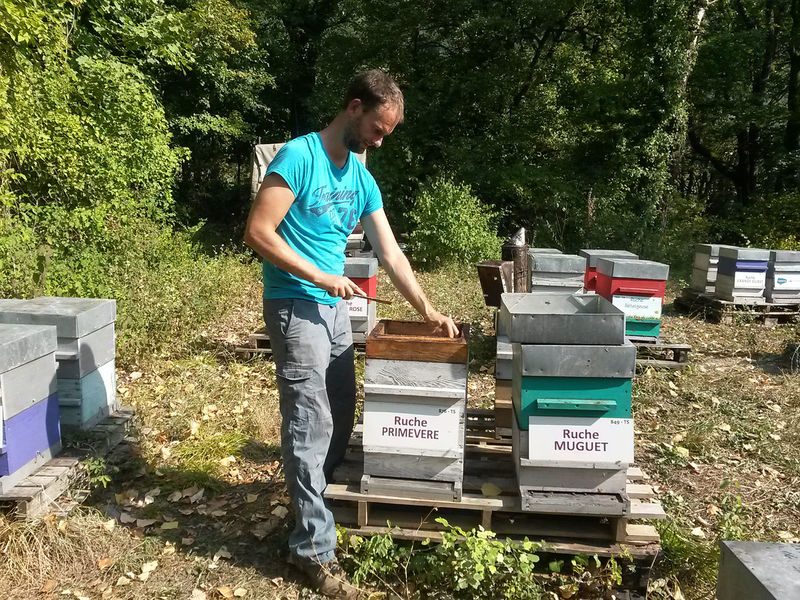La ruche Primevère