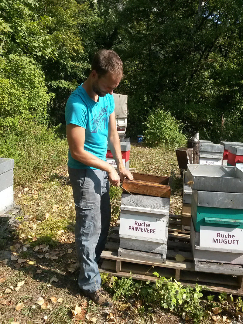La ruche Primevère