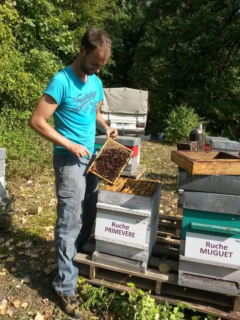 La ruche Primevère