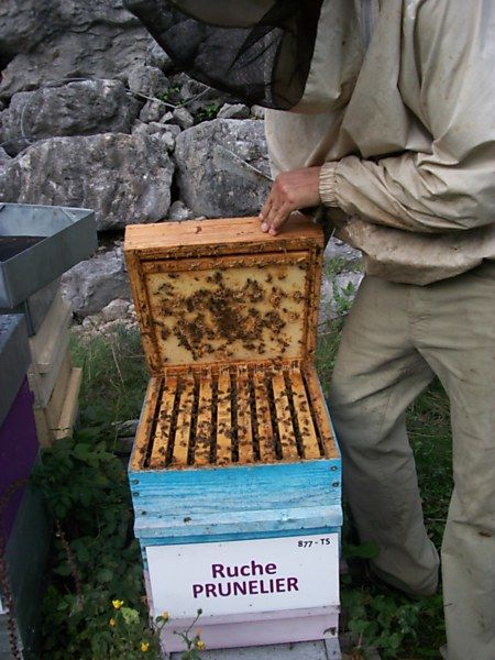 La ruche Prunelier