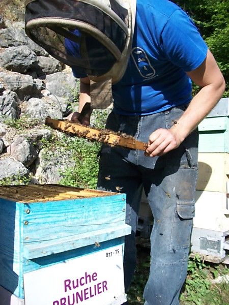 La ruche Prunelier