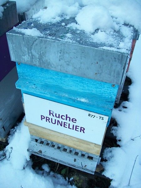 La ruche Prunelier