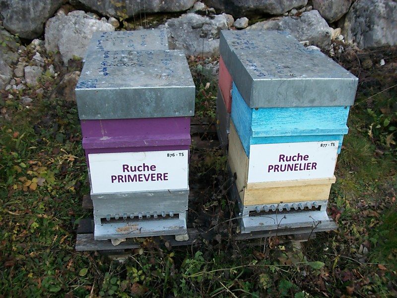 La ruche Prunelier