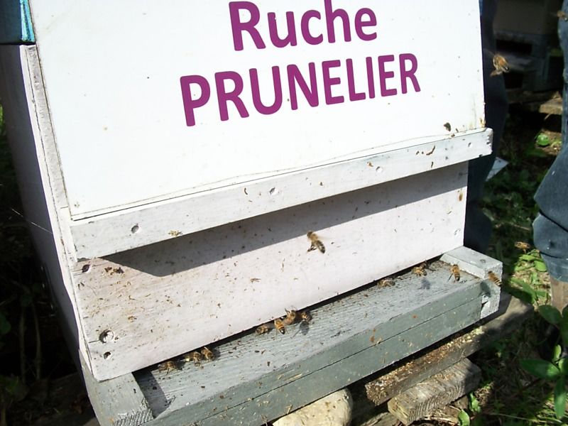 La ruche Prunelier