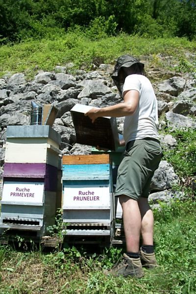 La ruche Prunelier