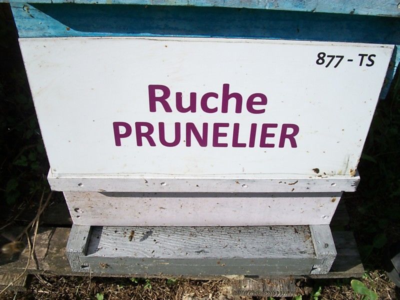 La ruche Prunelier