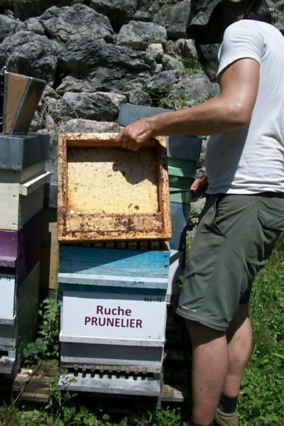 La ruche Prunelier