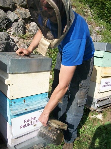 La ruche Prunelier