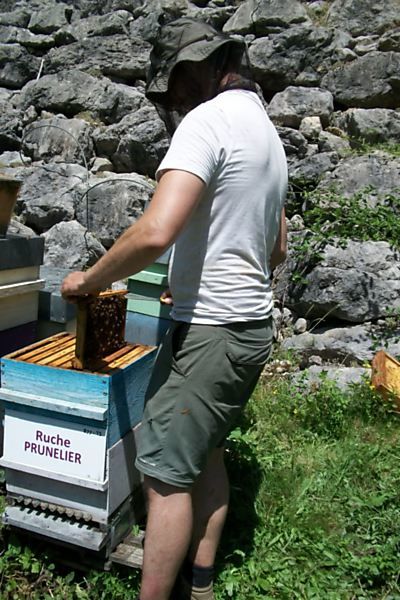 La ruche Prunelier