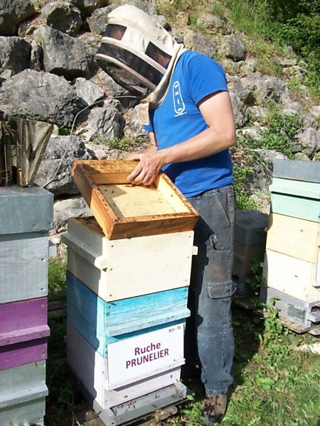 La ruche Prunelier