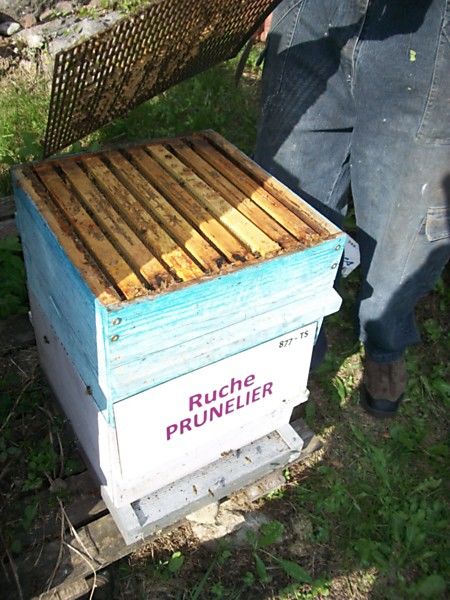 La ruche Prunelier