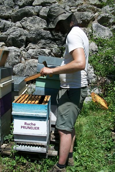 La ruche Prunelier