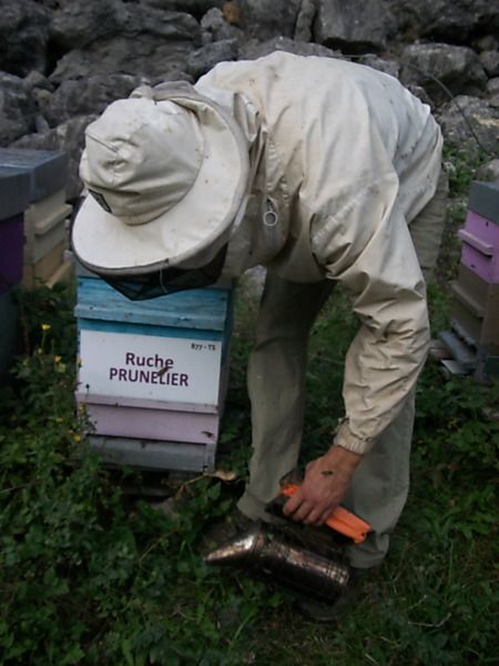 La ruche Prunelier
