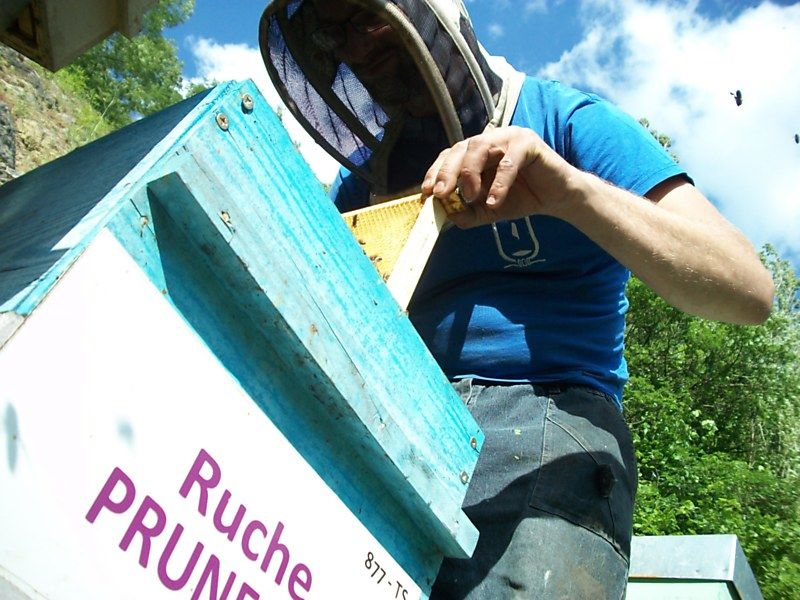 La ruche Prunelier
