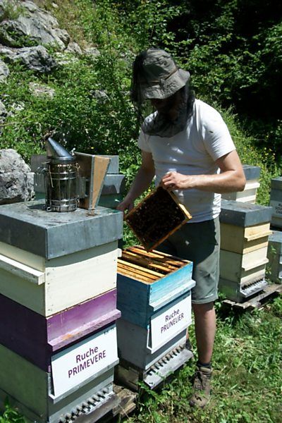 La ruche Prunelier