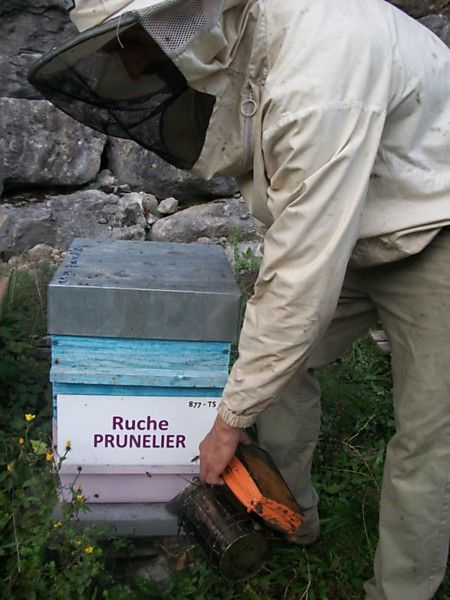 La ruche Prunelier