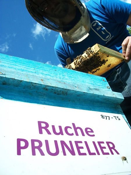 La ruche Prunelier