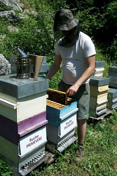 La ruche Prunelier