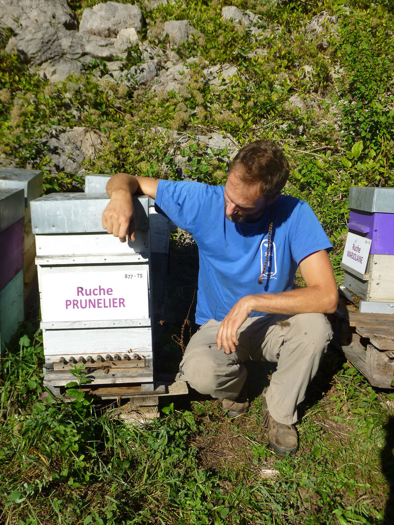 La ruche Prunelier