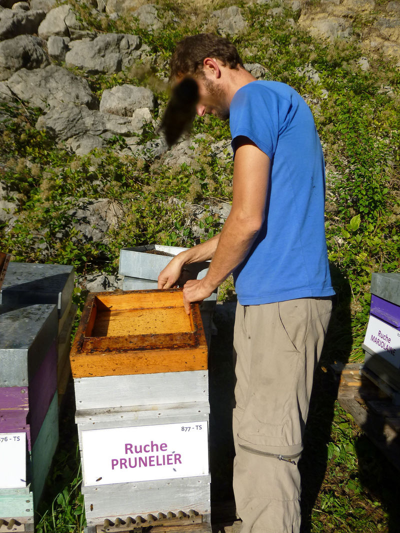 La ruche Prunelier