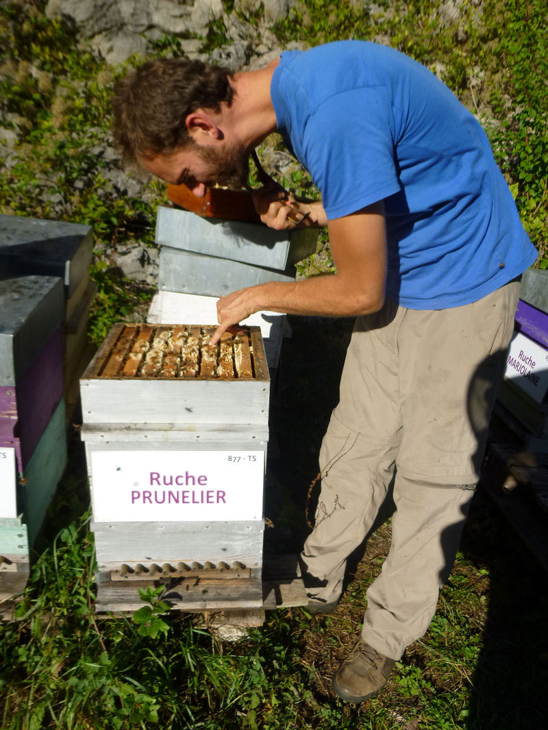 La ruche Prunelier