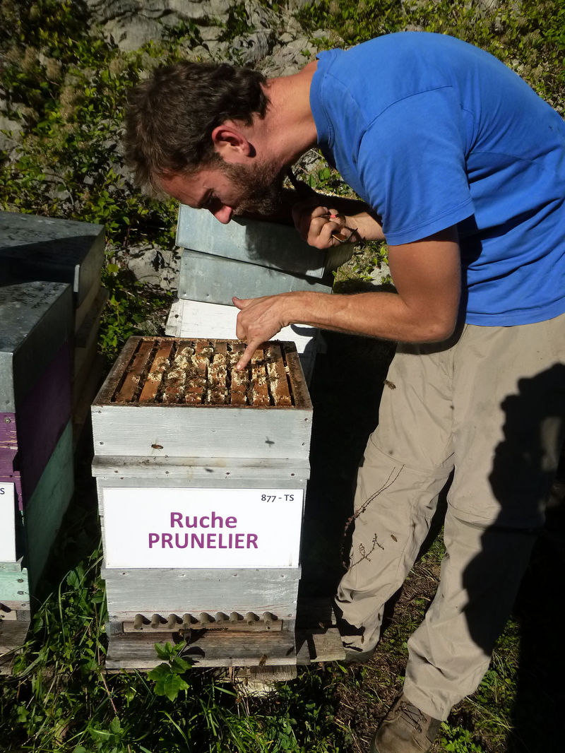 La ruche Prunelier