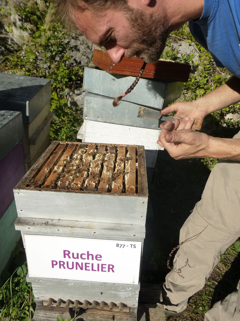 La ruche Prunelier