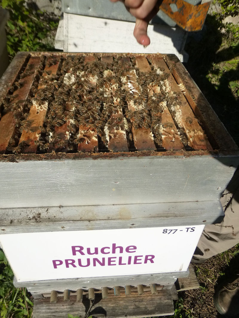 La ruche Prunelier