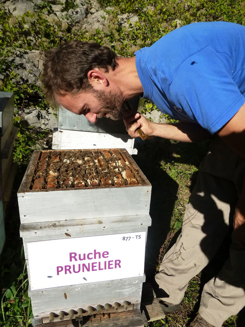 La ruche Prunelier