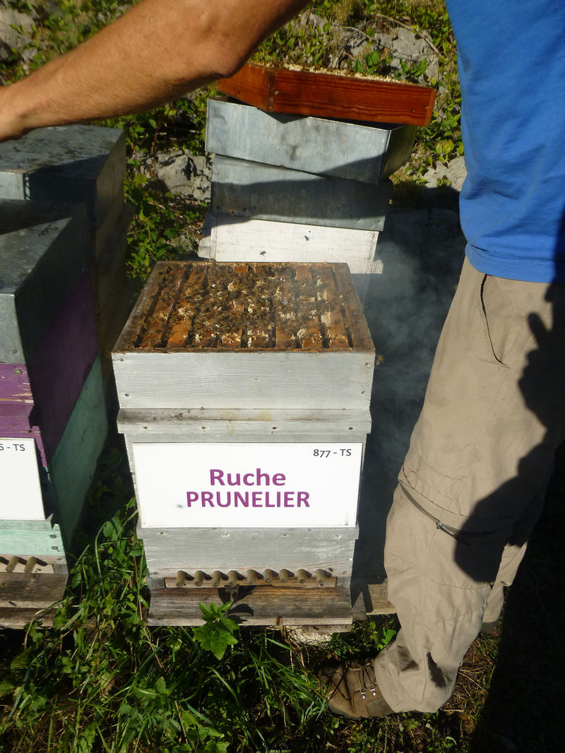 La ruche Prunelier
