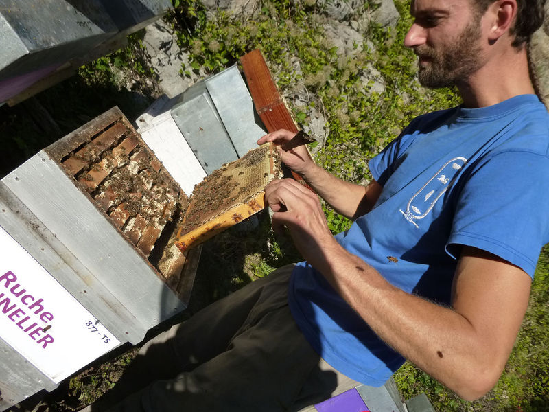 La ruche Prunelier
