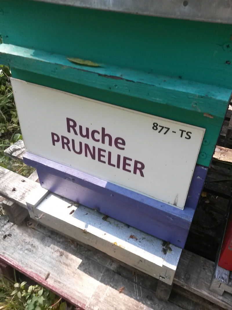 La ruche Prunelier