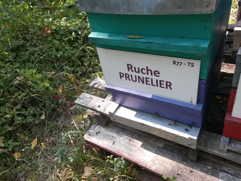 La ruche Prunelier